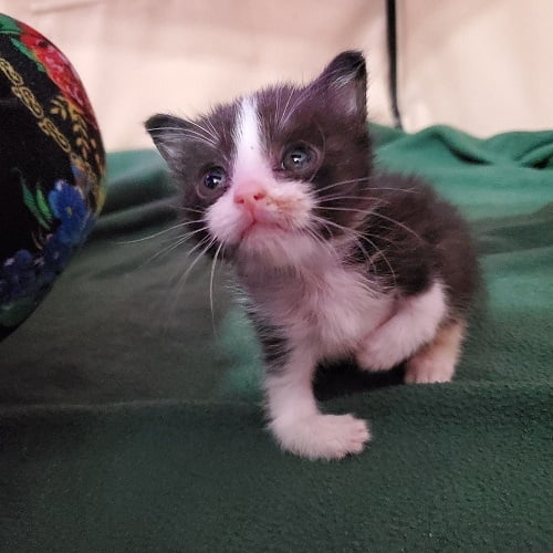 Humane society free kittens cheap