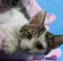 Adoptable cat