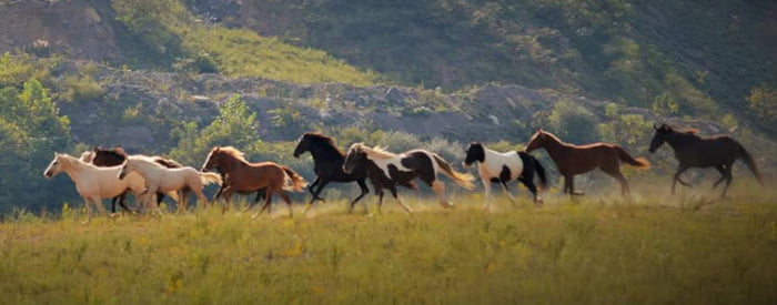 horses-free-roaming