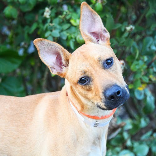 VIRTUAL Manners for Life, dogs 4 months and older