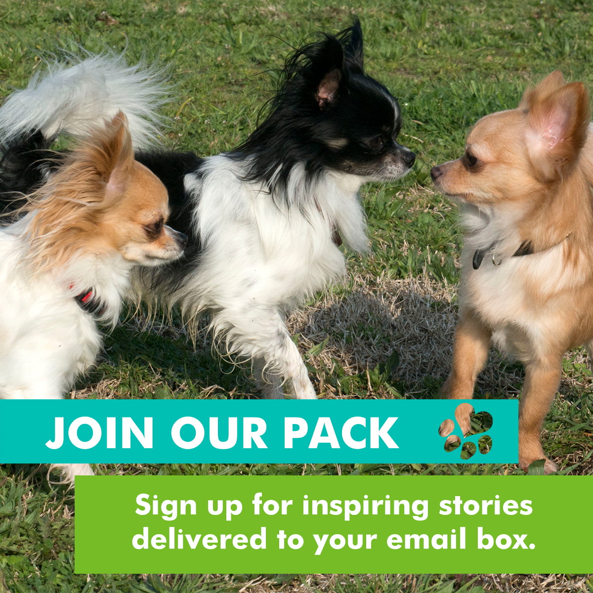 join our pack