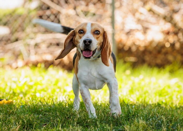 Manners for Life, dogs 4 months and older