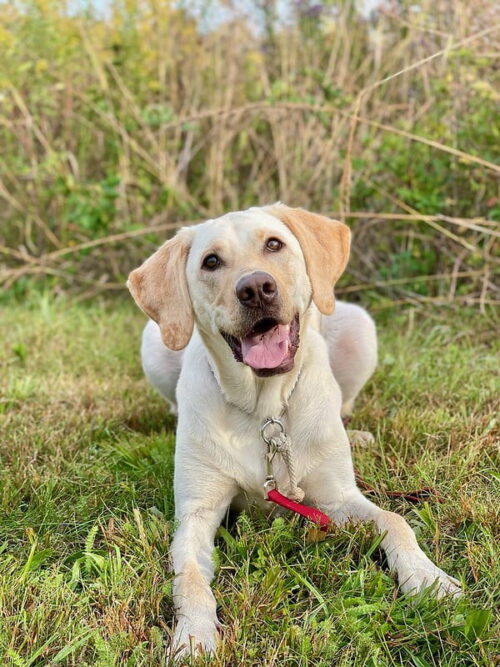 Manners for Life II, Intermediate Class for dogs 5 months and older