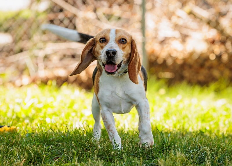 Manners for Life, dogs 4 months and older, Instructor: Sue. Length: 6 weeks. Cost: $90.00