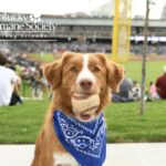 Dog Days at the Park