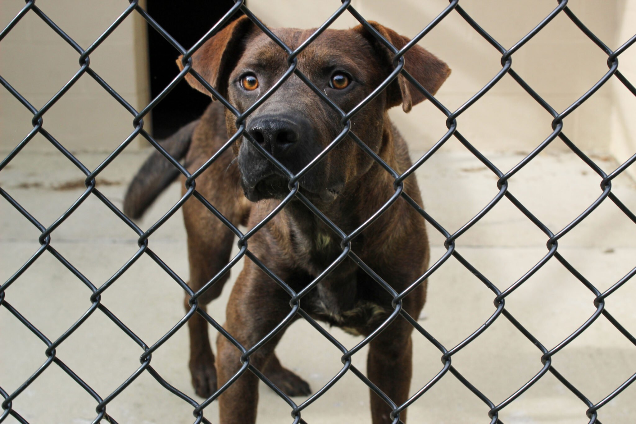 UPDATES Kentucky Humane Society Supports Animals and Shelters Impacted