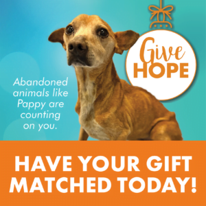 Have Your Gift Matched Today