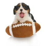 PG&J's Puppers Bowl