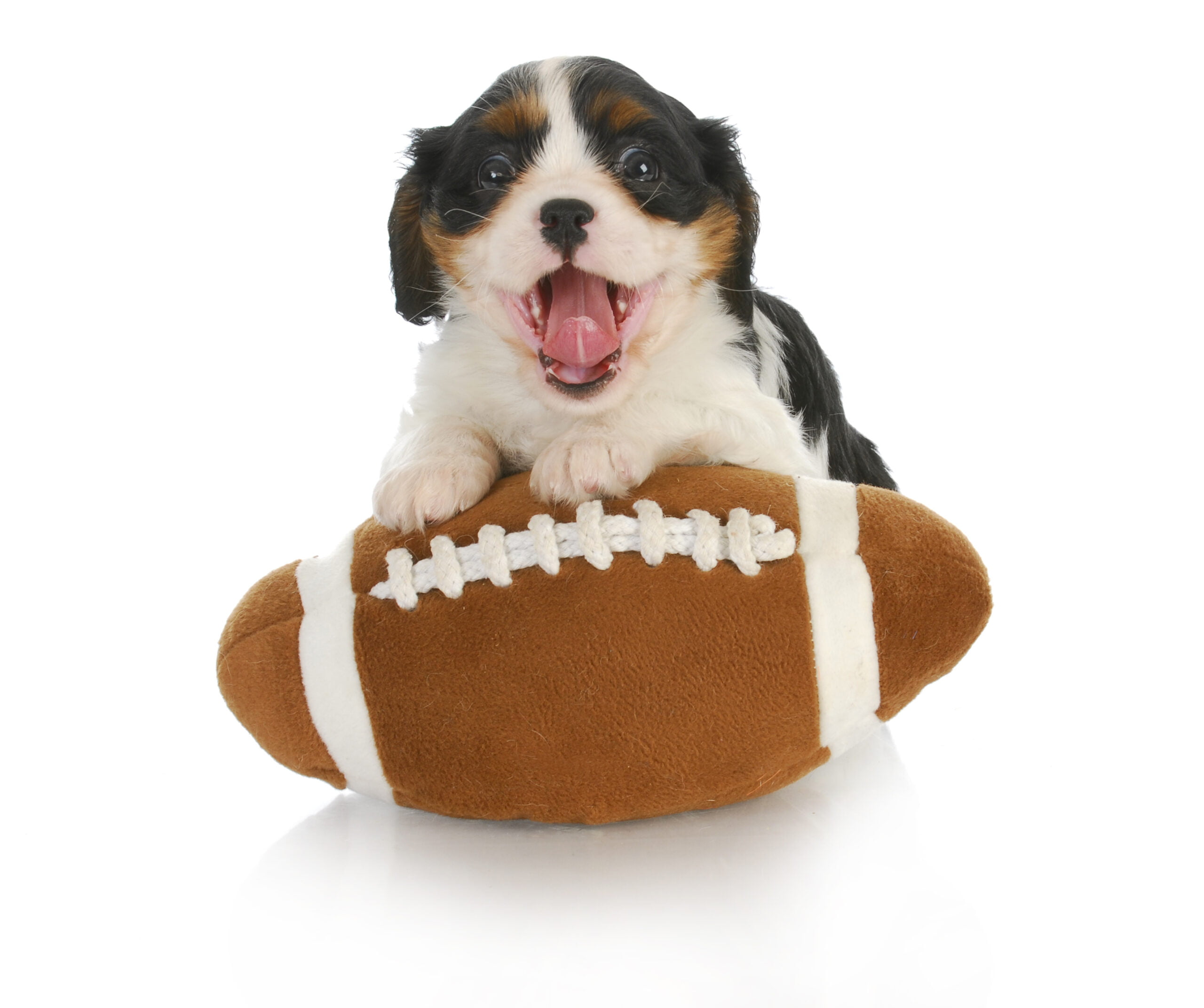 PG&J's Puppers Bowl