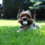 2023 Pars for Pets