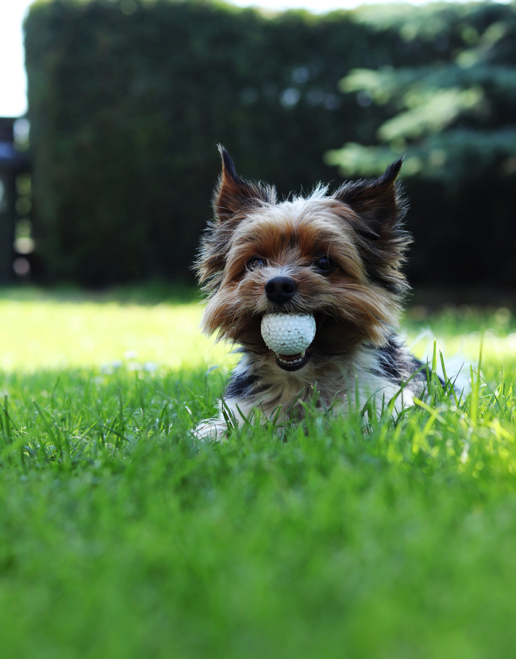 2023 Pars for Pets