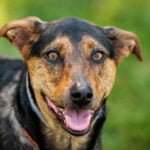 Foster Open House