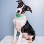 Wallflowers, dogs 4 months and older