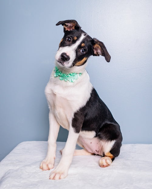 Wallflowers, dogs 4 months and older