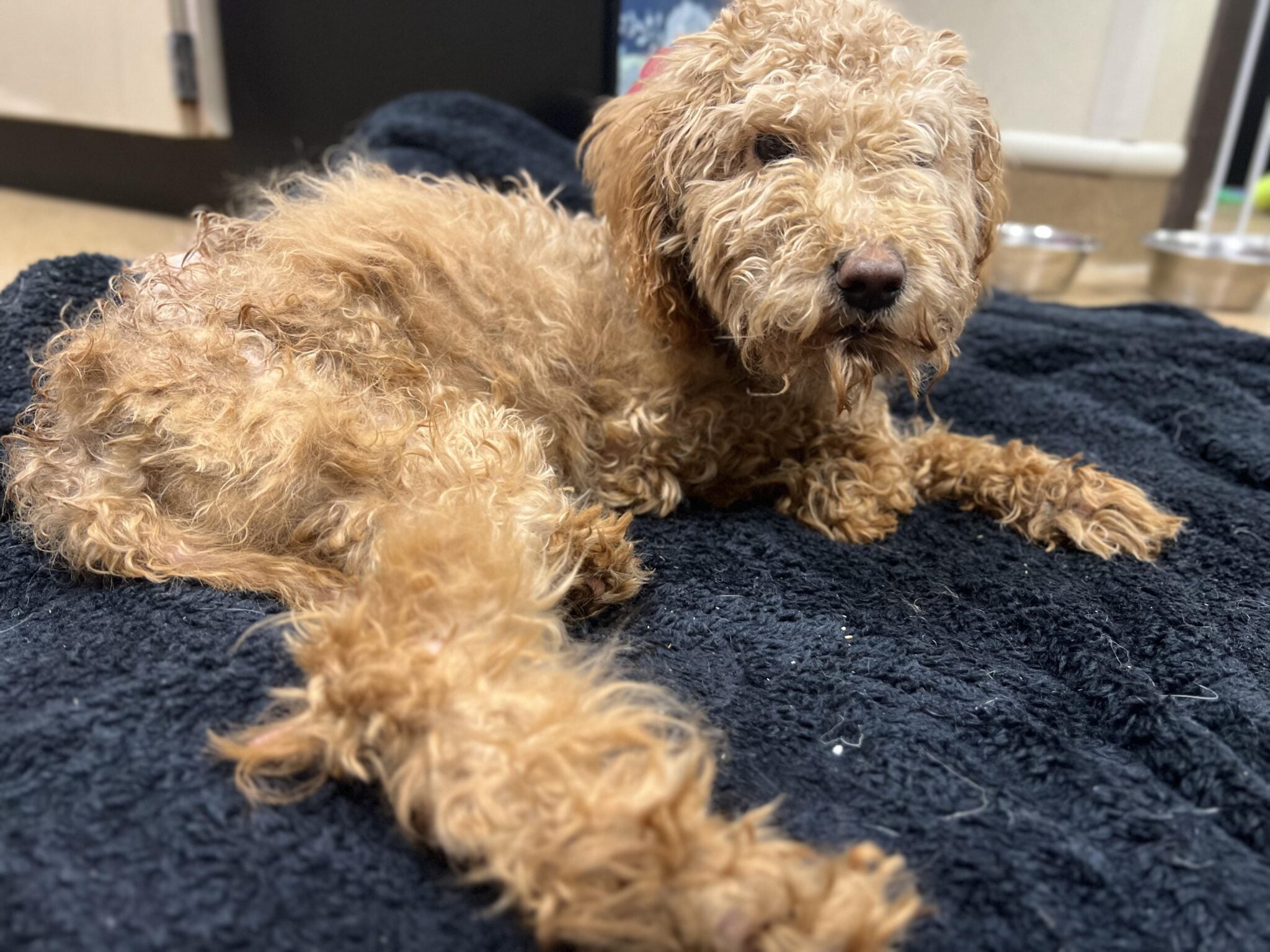 Emaciated Puppy Abandoned at KHS - Kyhumane