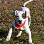 Teenage Puppy Social, puppies 4-6 months