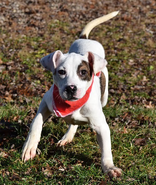 Teenage Puppy Social, puppies 4-6 months