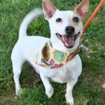 Attention, please!, dogs 4 months and older