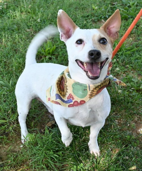 Attention, please!, dogs 4 months and older