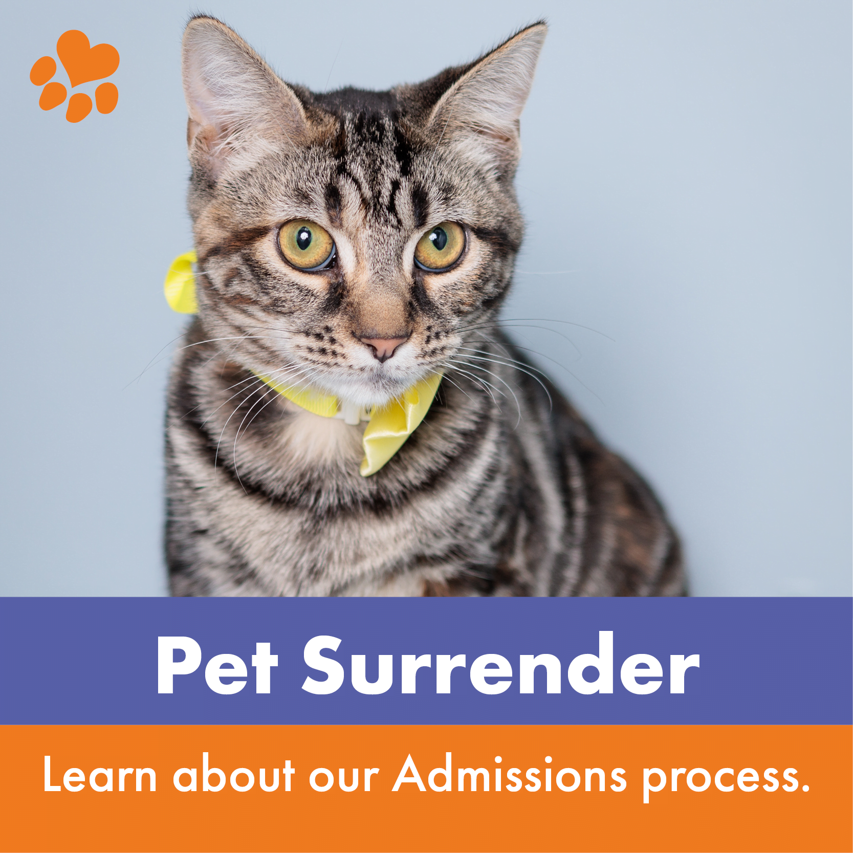 Pet Surrender Kyhumane