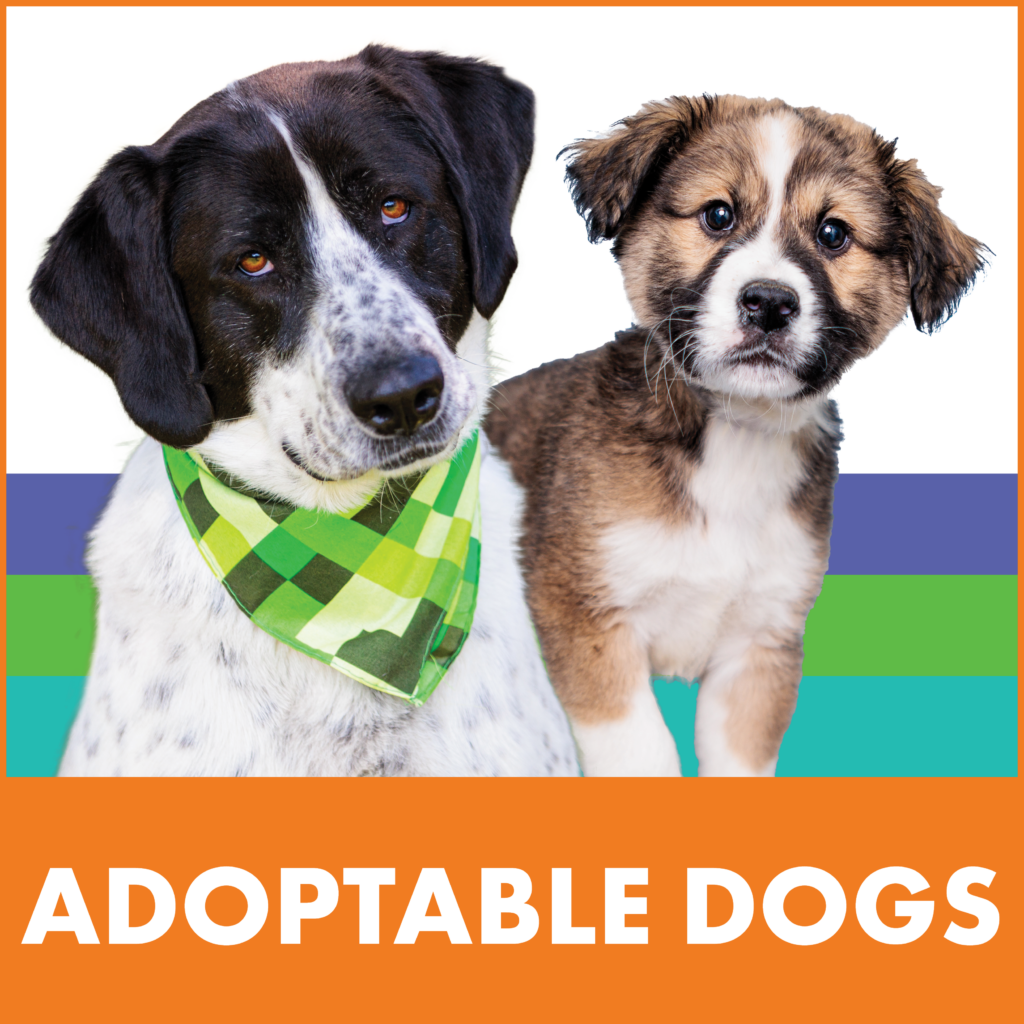 Furry Friends and Forever Home: Why Choosing to Adopt is a No-Brainer