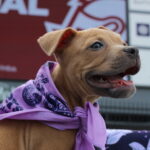 Racing Louisville Pups at the Pitch