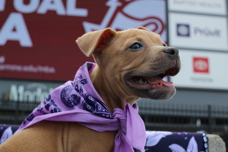 Racing Louisville Pups at the Pitch