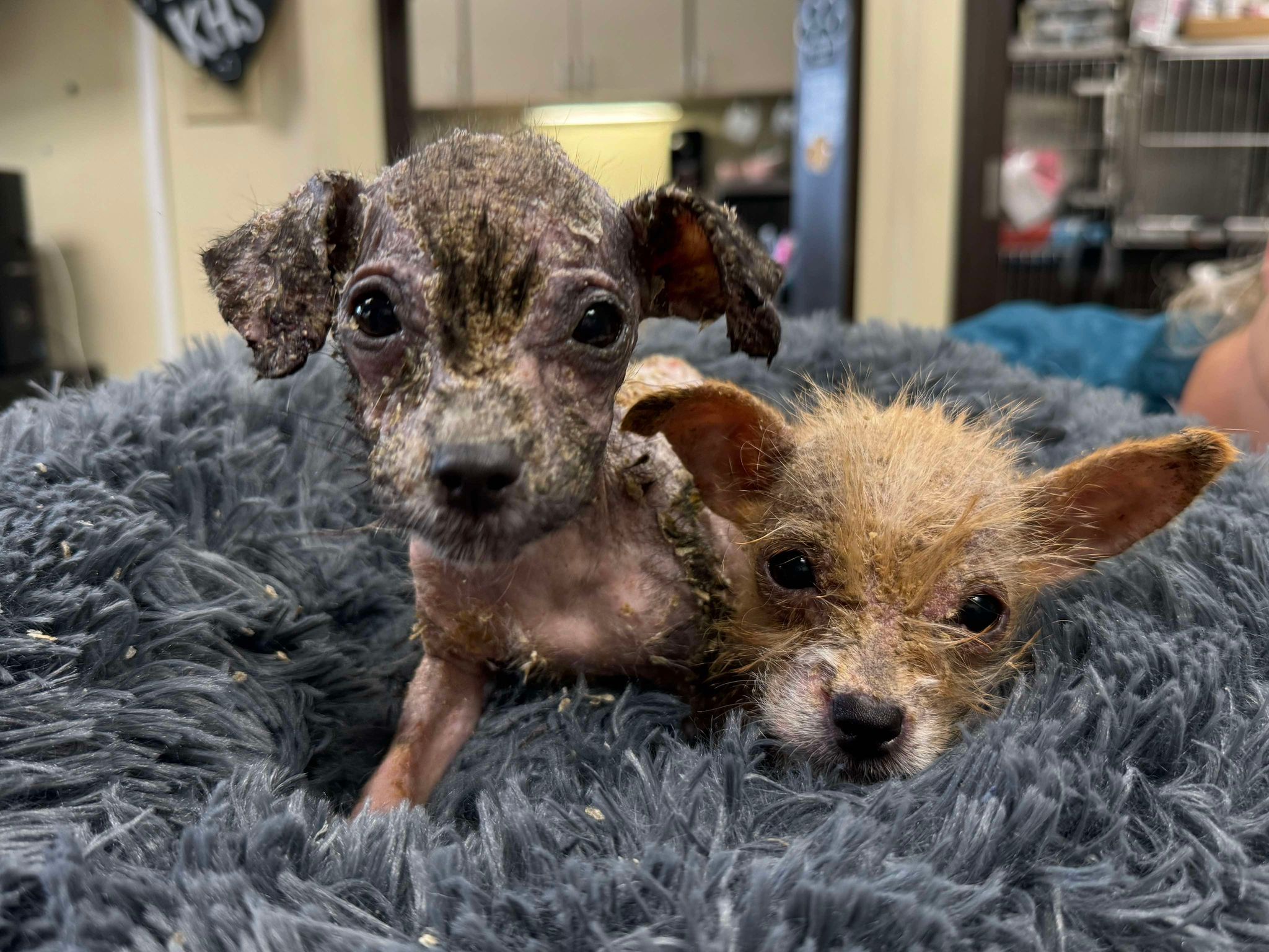 Chihuahua Puppies