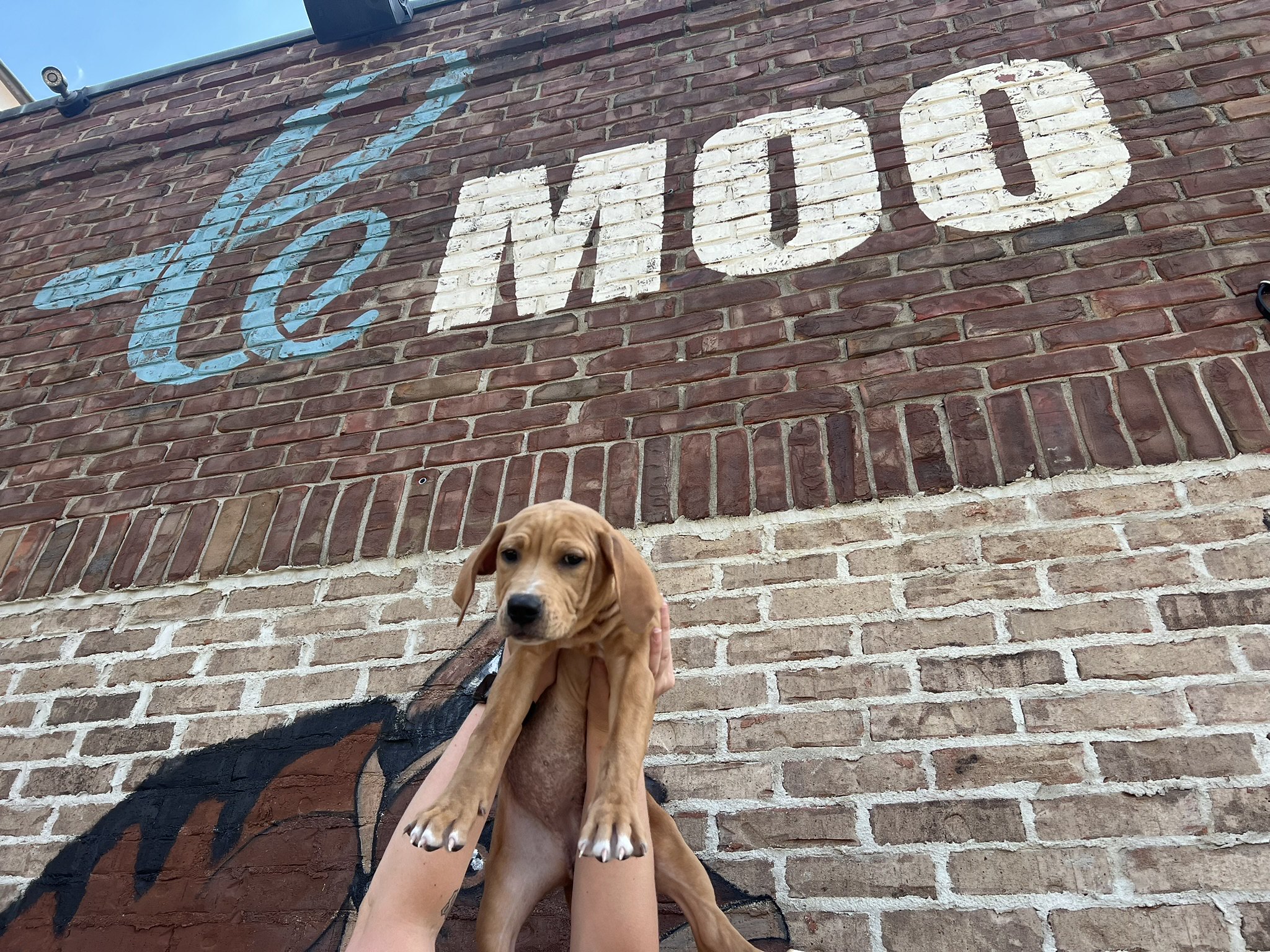 Le Moo Giveback