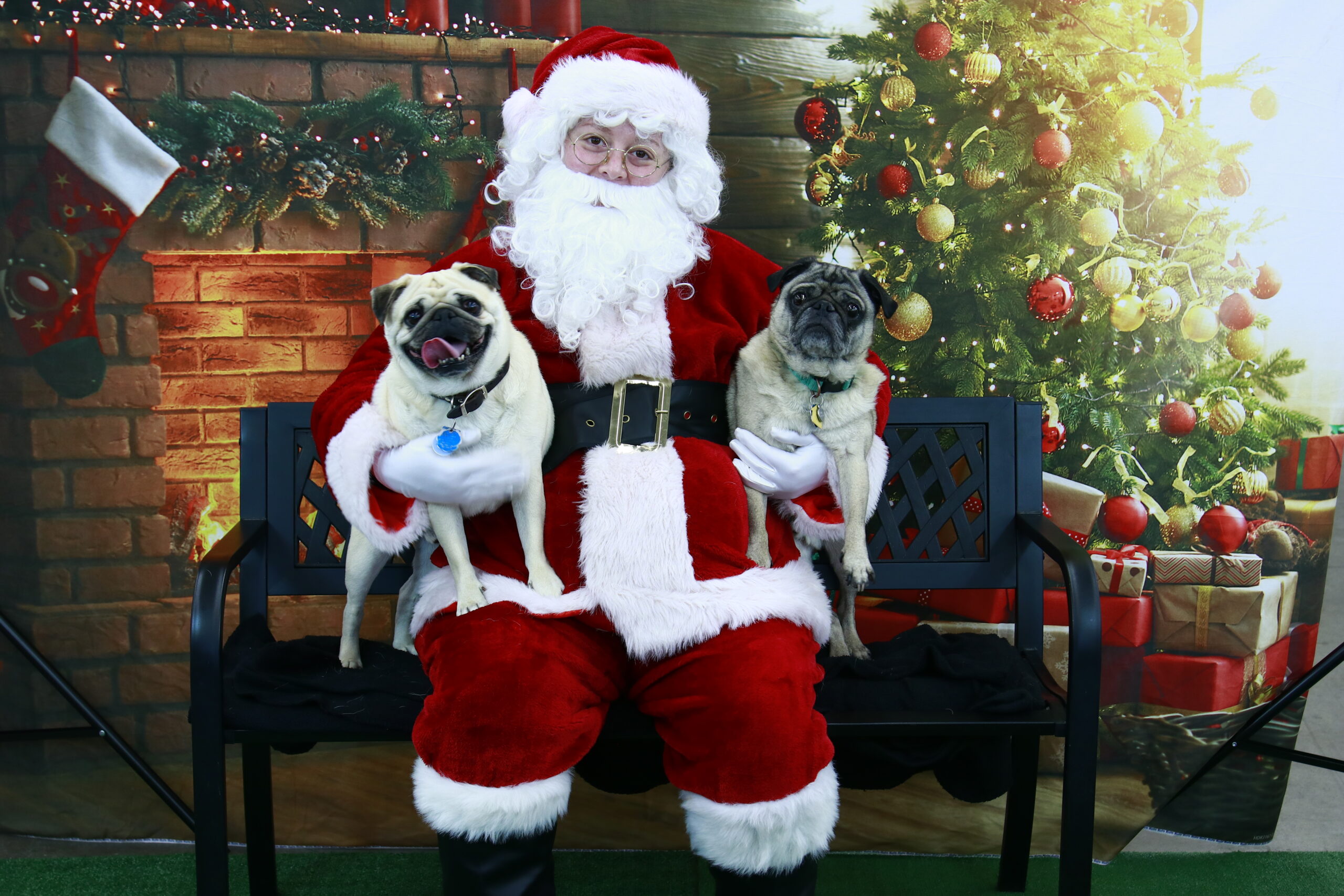 Picture Your Pet With Santa - Kyhumane