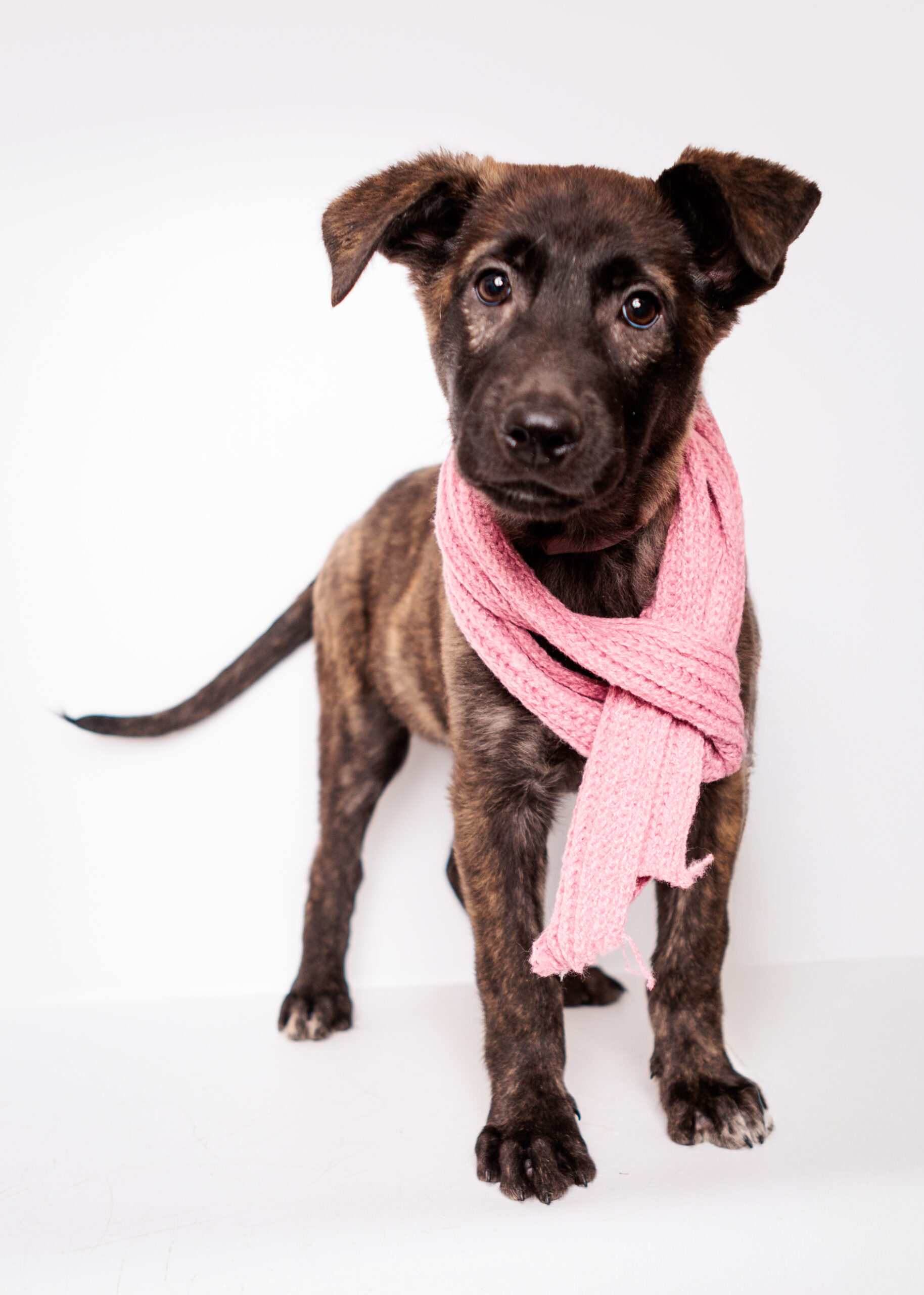 Pearls & Puptails Howl-iday Event