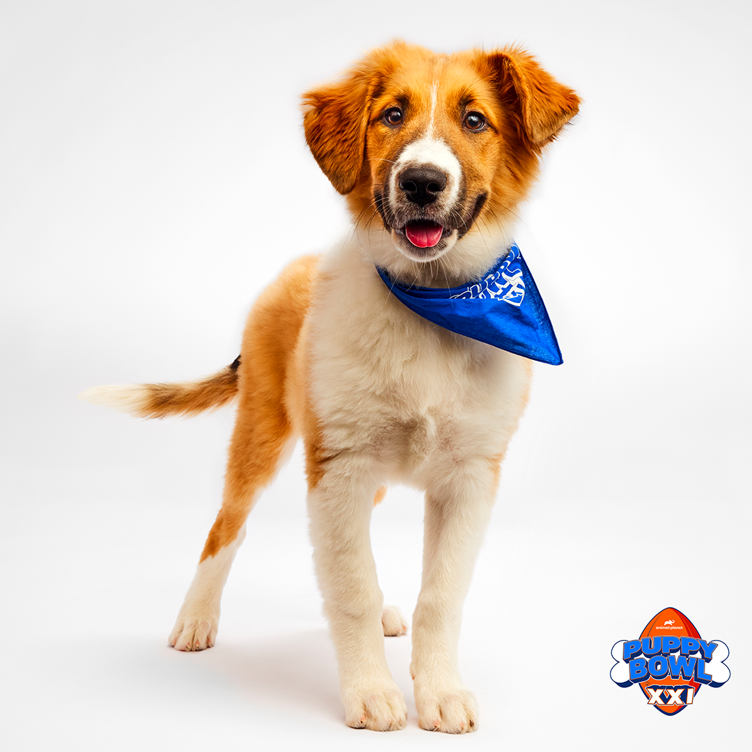 Julep Puppy Bowl