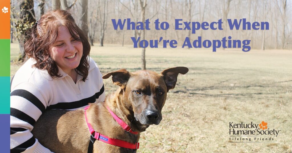 What to Expect When You're Adopting Flyer