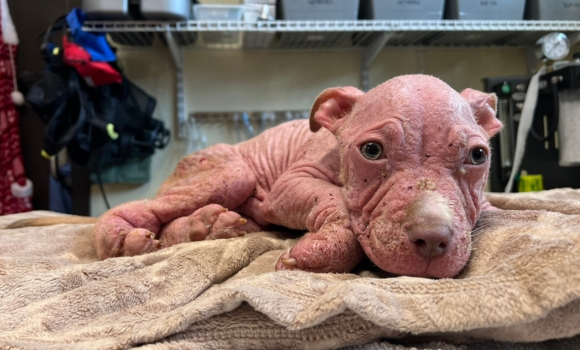 Three Month Old Puppy in Critical Condition