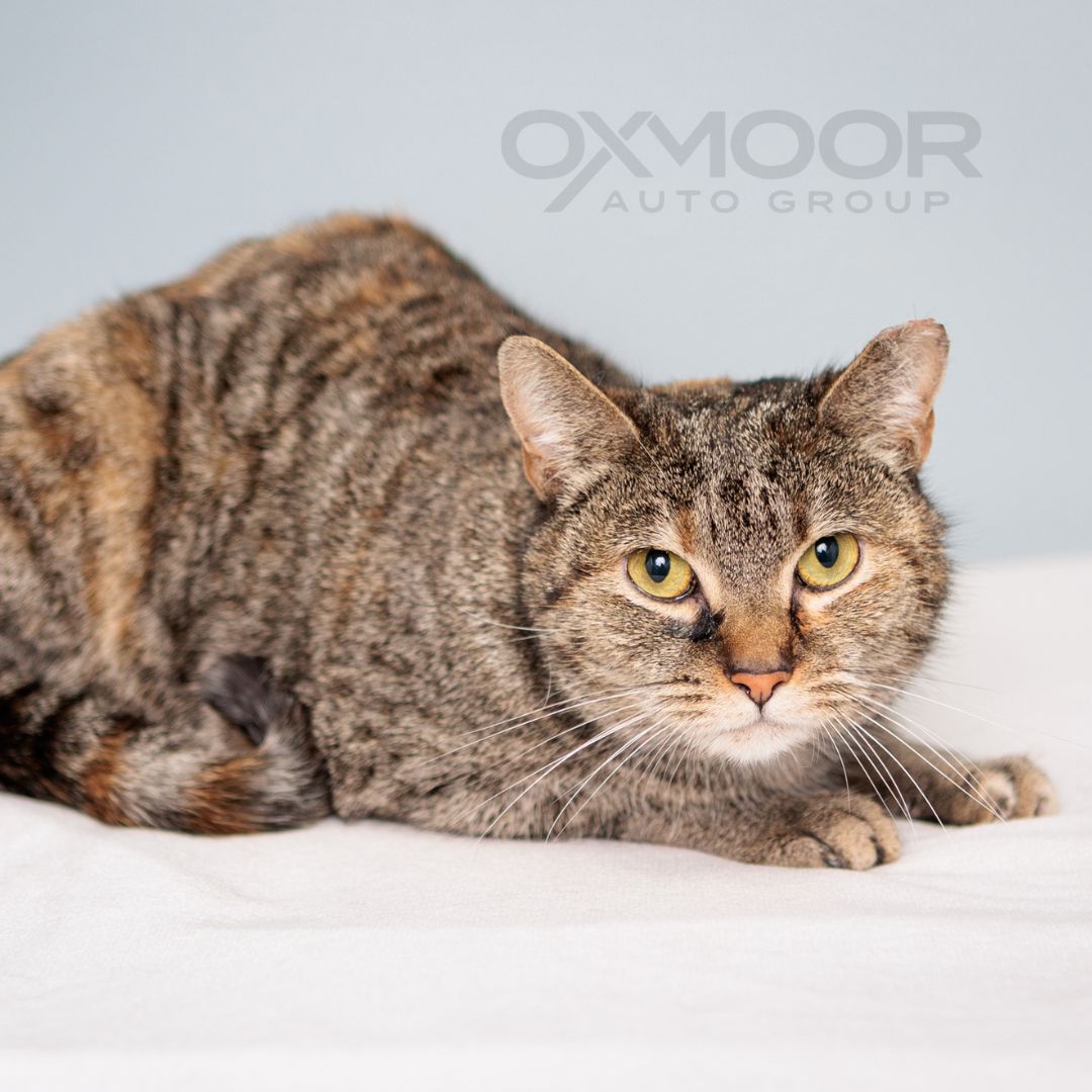 Oxmoor Pet of the Week - Turtle