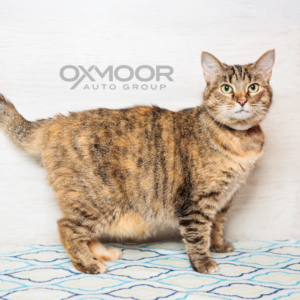 Veronica, Oxmoor Pet of the Week 4/9/2025