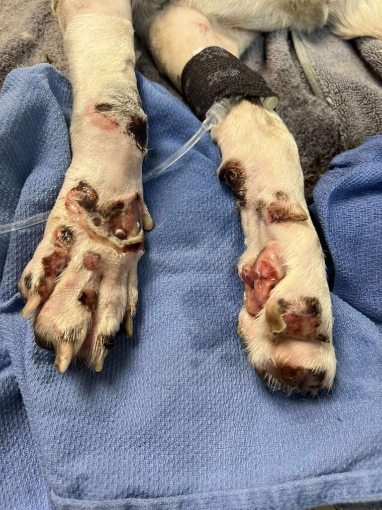 Iris' paws