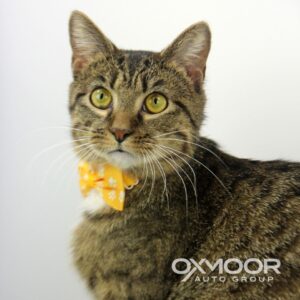 Ferdinand Oxmoor Pet of the Week