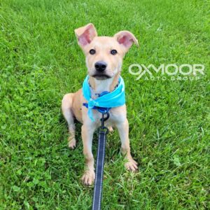 Oxmoor Pet of the Week Johnny