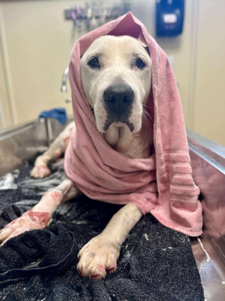 Iris wrapped in a towel