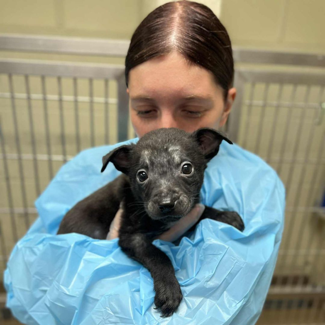 Carroll County Rescue Update: Puppies Still Fighting - Kyhumane