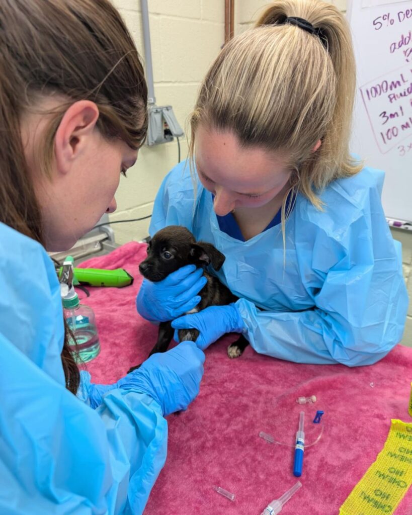 Vet Services with Parvo Puppy