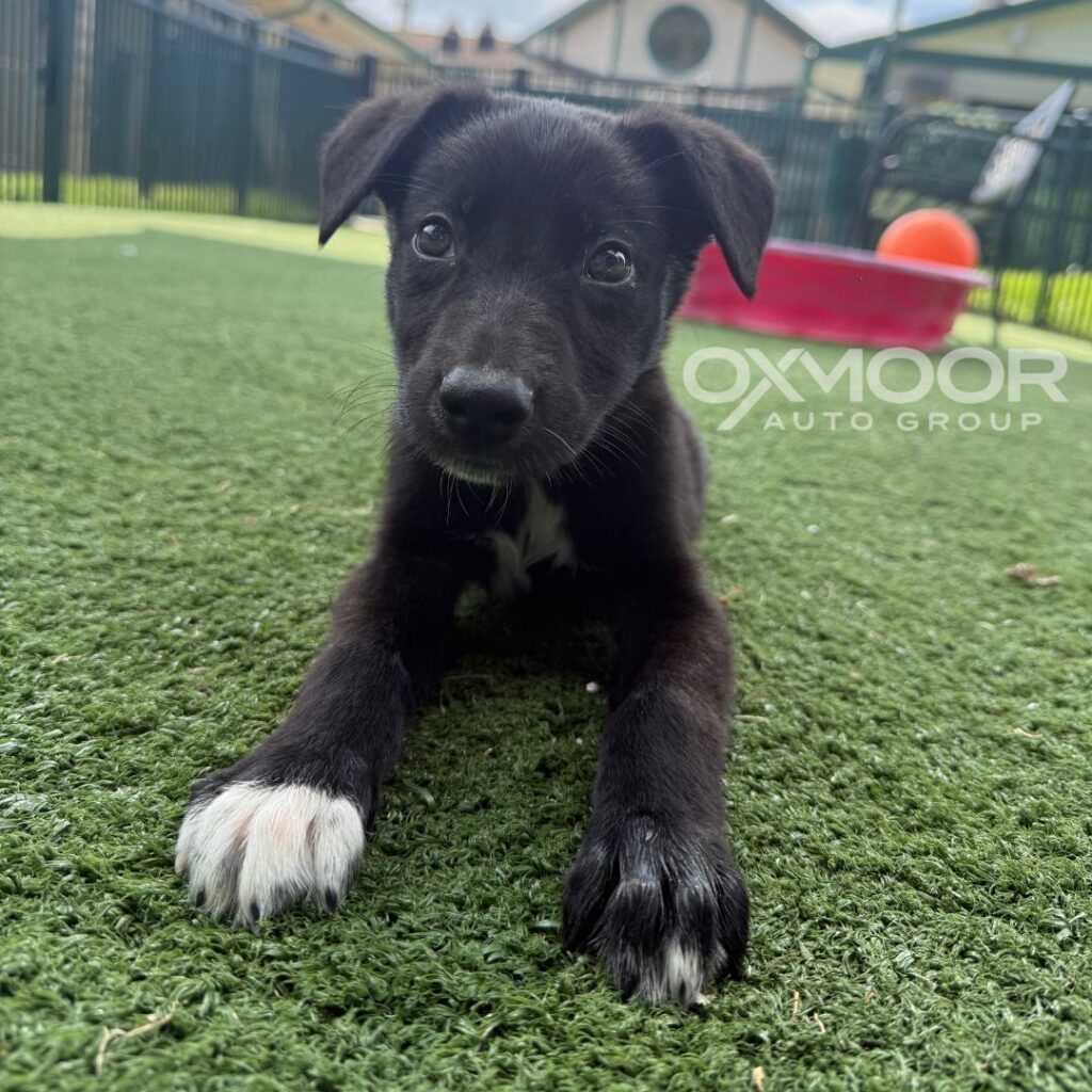 Oxmoor Pet of the Week