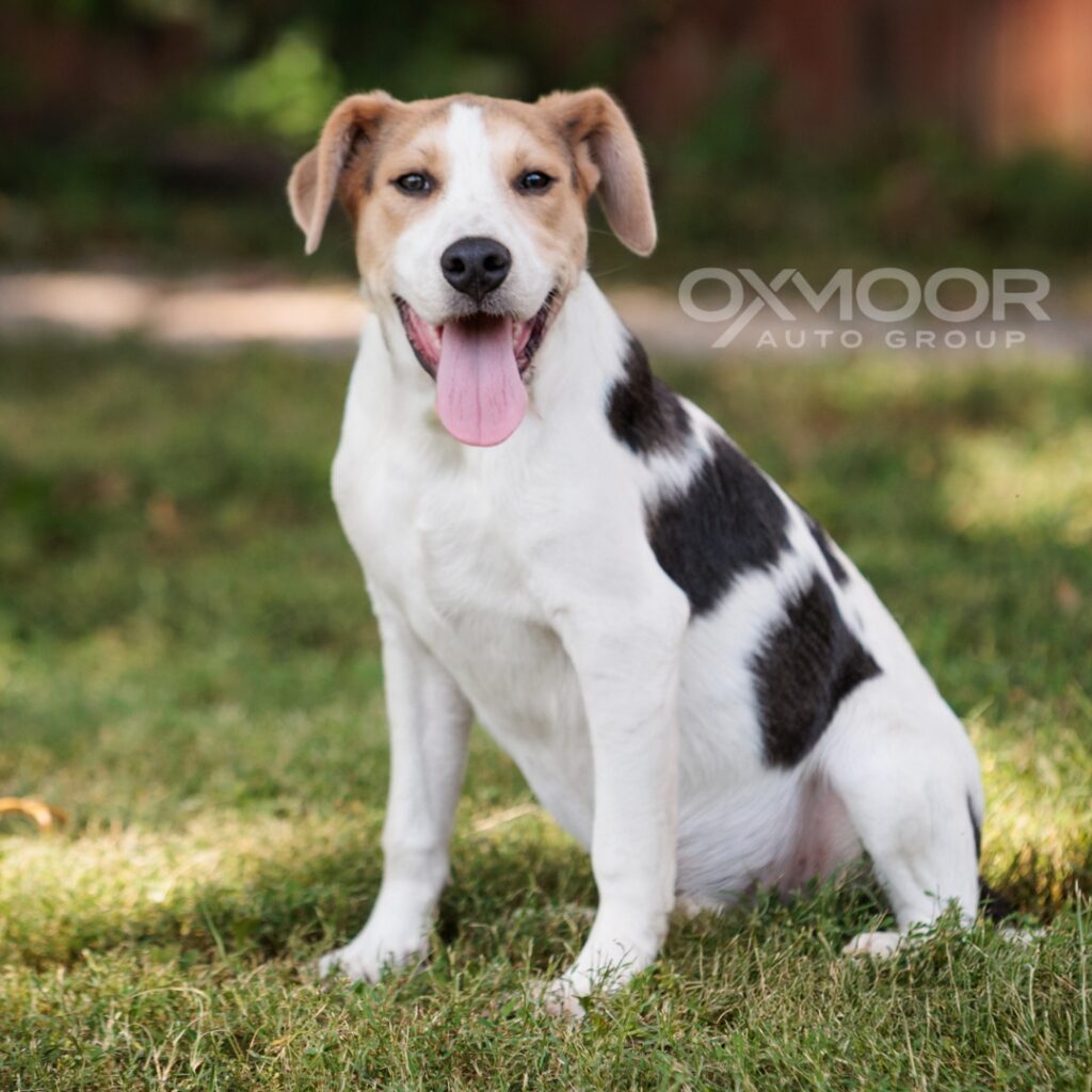 Chuckles McGee - Adoptable Pet of the Week 8/20/2025