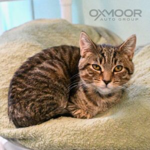 adoptable pet of the week dean