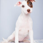 National Puppy Day Celebration