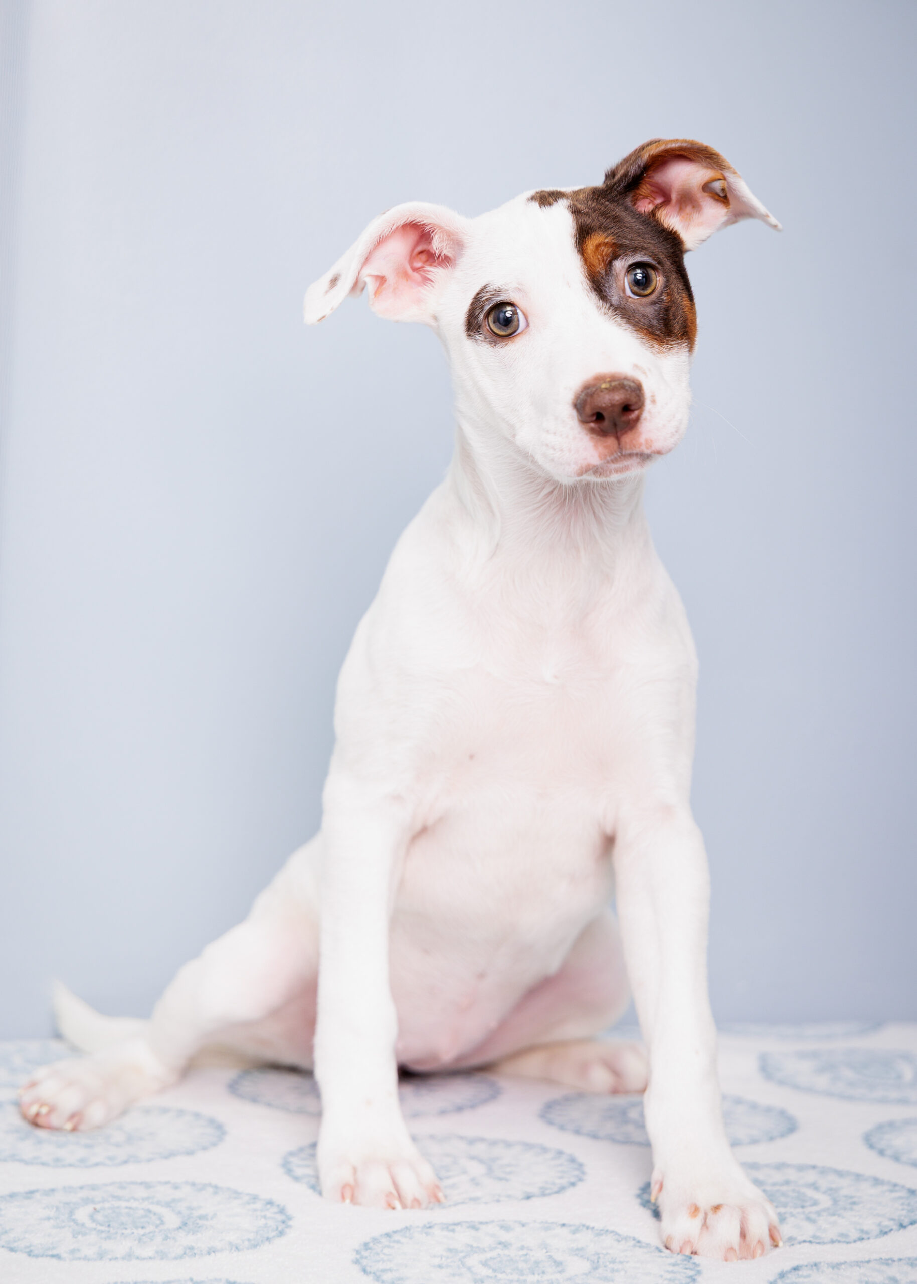 National Puppy Day Celebration